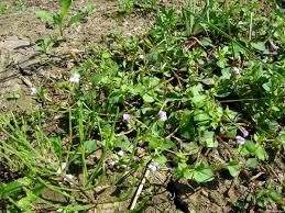 Image result for Torenia crustacea