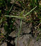 Image result for Paspalum scrobiculatum