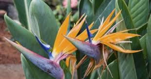 Symbolism Bird Of Paradise Flower Meaning What Are The Different Types Of Bird Of Paradise Plants Birds Of Paradise Plant Paradise Plant Birds Of Paradise Flower