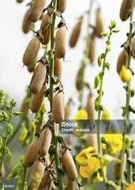 Image result for Crotalaria juncea
