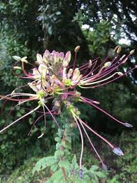 Image result for Cleome aculeata