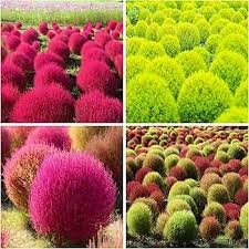 Image result for Buchnera keilii