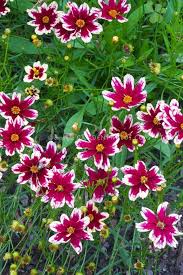 Pin On Garden Shopping
