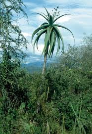 Image result for Aloe christianii