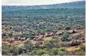 Image result for Helixanthera verruculosa