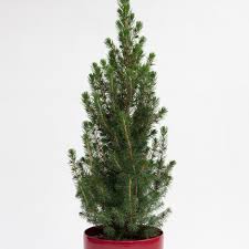 Caring For A Potted Christmas Tree Pot Grown Christmas Trees