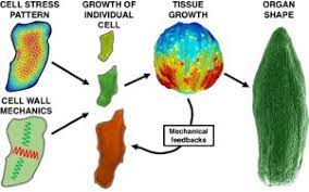 We did not find results for: Cellular Basis Of Growth In Plants Geometry Matters Sciencedirect