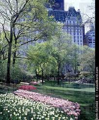 Video 4k e hd pronti per qualsiasi montaggio video digitale. Spring Tulip Flowers Plaza Hotel Central Park Manhattan New York Usa B99 583468 C Russellkord Com York New York Beautiful Places
