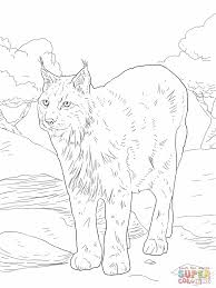Download free coloring pages bobcat footprint and use any clip . Bobcat Coloring Pictures