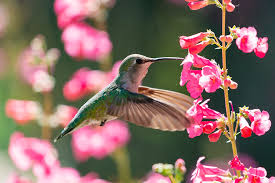 We did not find results for: 5 Great Plants For Attracting Hummingbirds In Texas