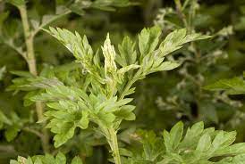 However, diffuse intermittently for not more than 30 minutes, as it may lead to narcotic effects on your nervous system. Mugwort Medicinal Uses Effects And Experiences Smokable
