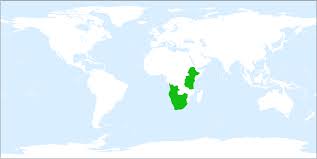 Image result for Habenaria epipactidea