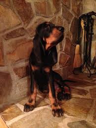 Black And Tan Coonhound For Sale In Michigan Pin On My Black Tan Coon