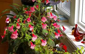 Image result for Kohleria