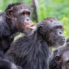 Holland Mdemma Porn Videos - xHamster