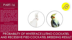 Names Birds That Start With B Probability Of Whiteface Lutino Cockatiel And Recessive Pied Cockatiel B In 2020 Whiteface Lutino Cockatiel Cockatiel Whiteface