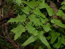 Image result for Lygodium microphyllum