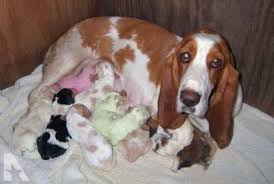 Maybe you would like to learn more about one of these? Basset Hound Puppies For Sale In Texas Craigslist