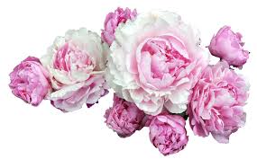 Image result for transparent flower header tumblr