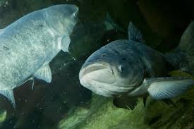 Maybe you would like to learn more about one of these? Asian Carp Found In Humboldt Park Lagoon Taken To Shedd Aquarium Humboldt Park Chicago Dnainfo
