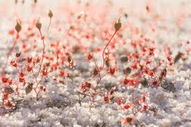 Image result for Crepidorhopalon