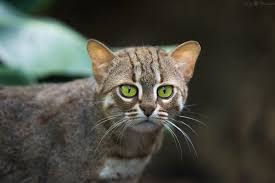 The andean mountain cat (leopardus jacobita) is a small wild cat native to the high andes that has been listed as endangered on the iucn red list because fewer than 2,500 individuals are thought to exist in the wild. Thal Hiatus On Twitter The Rusty Spotted Cat Is One Of The World S Smallest Cats At Only 2 3lb And 35 48cm Long Minus Tail Adults Look Like Kittens And Their Small Size Keeps Them
