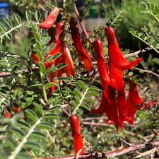 Image result for Lessertia pauciflora