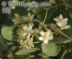 Image result for Gymnosporia glaucophylla