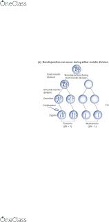 Biol239 Textbook Notes Winter 2017 Chapter 13 Nondisjunction Down Syndrome Edwards Syndrome Gametes are formed through a process of cell division called meiosis. nondisjunction down syndrome edwards