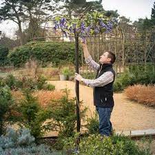 Wisteria Umbrella Plant Support Harrod Horticultural Garden Structures Garden Pond Design Wisteria