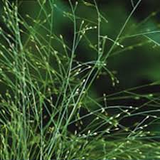 Image result for Agrostis isopholis
