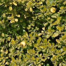 Image result for Gardenia cornuta