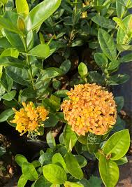 Image result for Ixora seretii
