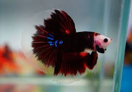 This stunning hm betta is 4 months old. Pin On Bettas Tanks