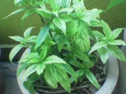 Grass snake care is less work than most pets, but there are a few key things you need to know. Herbal Plant Goingfabulous