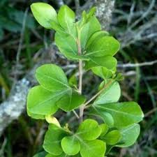 Image result for Searsia gueinzii