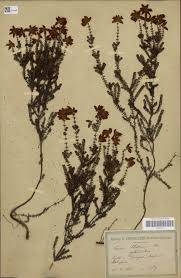 Image result for Vincetoxicum cernuum