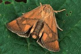 Image result for Apoda limacodes