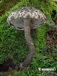 Image result for Strobilomyces strobilaceus