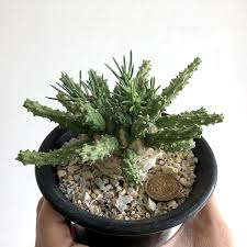 Image result for Euphorbia davyi