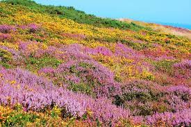 Heather Calluna Vulgaris And Gorse Ulex Europaeus Growing Along The Cliff Walk On Howth Head North Of Dublin Ireland Heather Plant Plants Scottish Heather