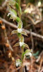 Image result for Goodyera afzelii