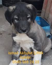 Satilik Kangal Yavrusu