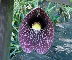 Image result for Aristolochia
