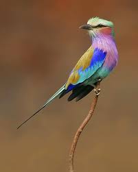 Birds Of South Africa Identification Photos Of Birds In South Africa Google Search South African Birds Birds Beautiful Birds