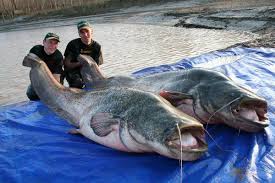 Ikan keli kayu, clarias batrachus, adalah spesies ikan air tawar yang mampu bernafas di darat dan terdapat kebanyakannya di asia tenggara. Ternak Ikan Keli Padinrose Tips Hobi Dan Motivasi