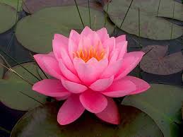 Stunning Hardy Water Lilies Gifts For Sale Water Lily Tattoos Water Lilies Flower Tattoo Drawings
