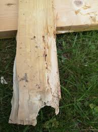 Image result for site:byggahus.se insektsangrepp