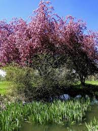 Is A Crabapple Tree Poisonous To Dogs Cuteness Com Crabapple Tree Crab Apple Tree
