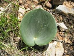 Image result for Eriospermaceae